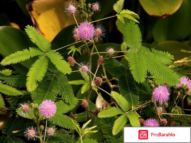 Мимоза стыдливая (Mimosa pudica) - размножение 