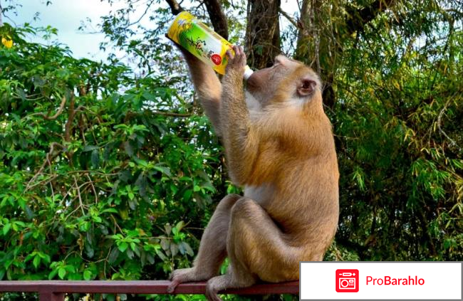 Отзывы туристов пхукет отзывы владельцев