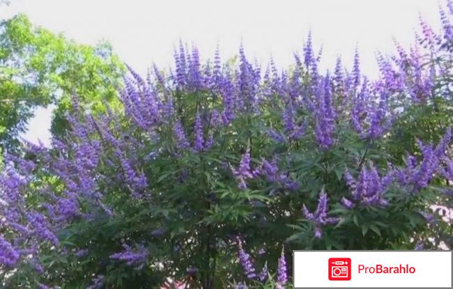 Витекс священный для женщин отзывы 