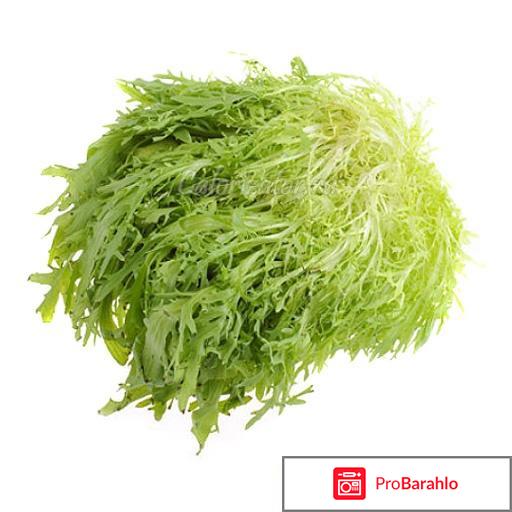 Салат фризе - зелень с кучерявыми листьями отрицательные отзывы