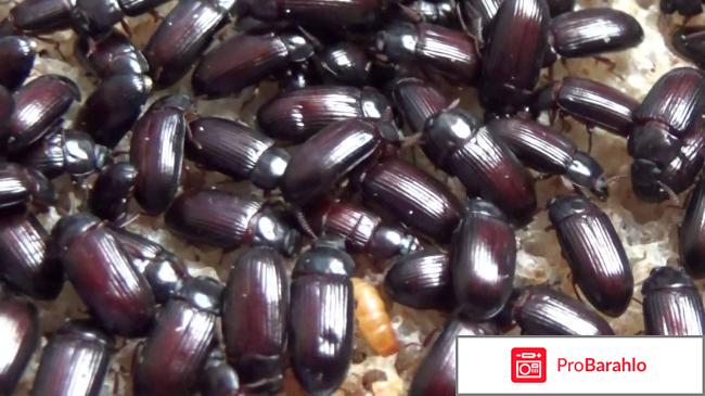 Жук знахарь отзывы отрицательные обман