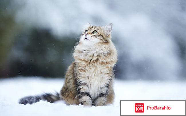 Сибирский кот фото обман