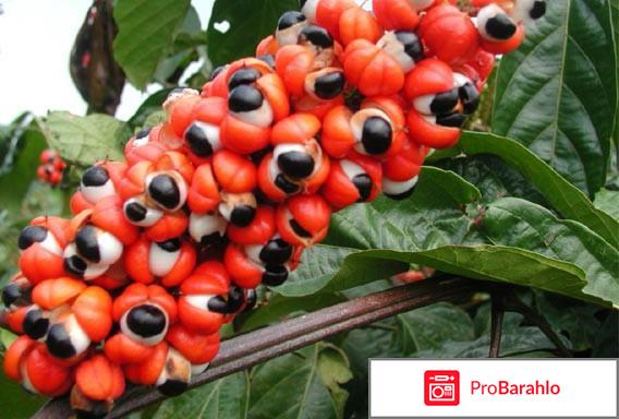 Лида купить обман