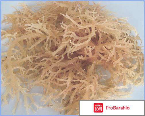 Каррагинан обман