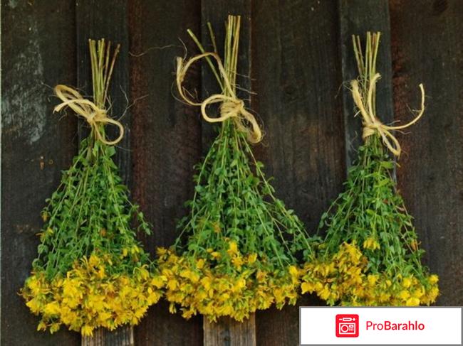 Зверобой полезные свойства и противопоказания отрицательные отзывы