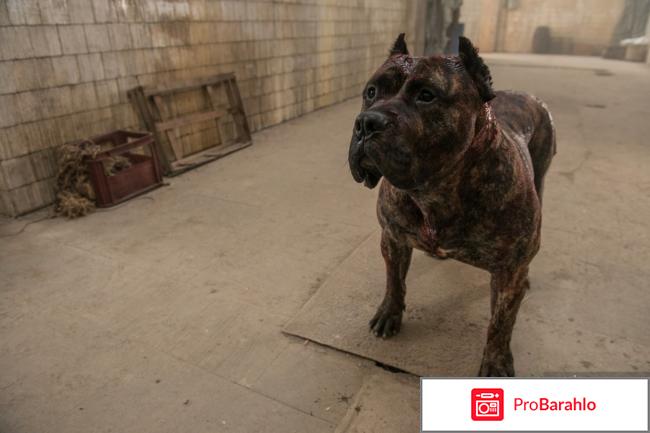 Цепной пес отзывы о фильме обман