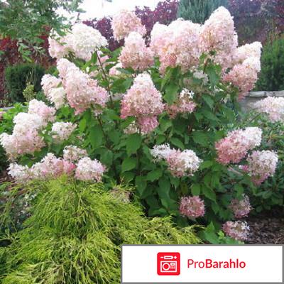 Гортензия метельчатая посадка и уход отрицательные отзывы