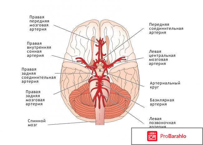 Циннаризин цена отзывы аналоги отрицательные отзывы