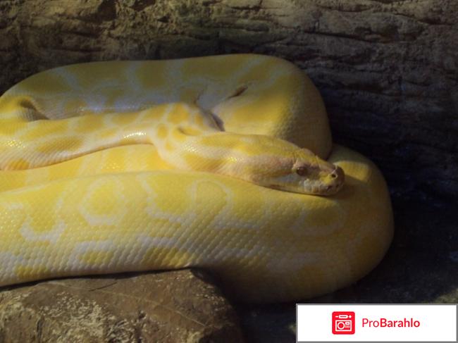 Отдых в лазаревском 2016 форум фото