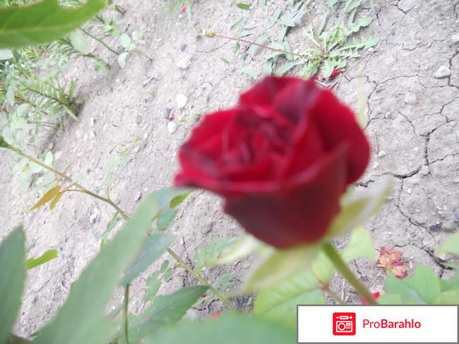 Смартфон Fly fs454 