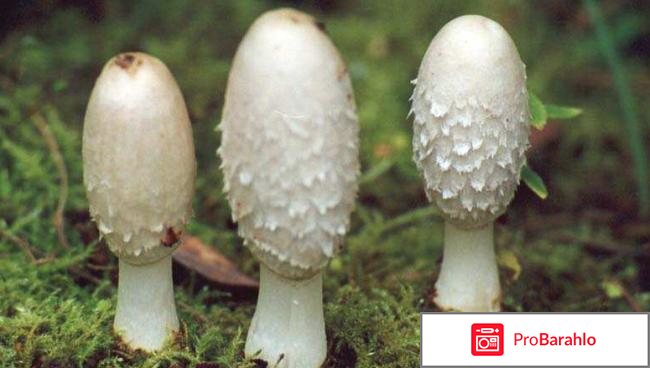 Копринол от алкоголизма обман