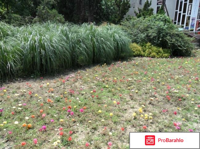 Отдых в лазаревском 2016 форум фото