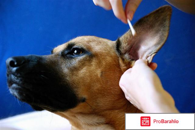 Ушной клещ у собак лечение 