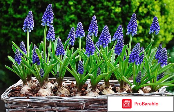 Как вырастить мускари дома? обман