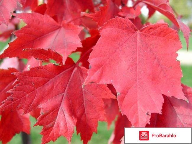 Клен красный отрицательные отзывы