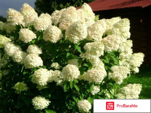 Гортензия метельчатая посадка и уход 