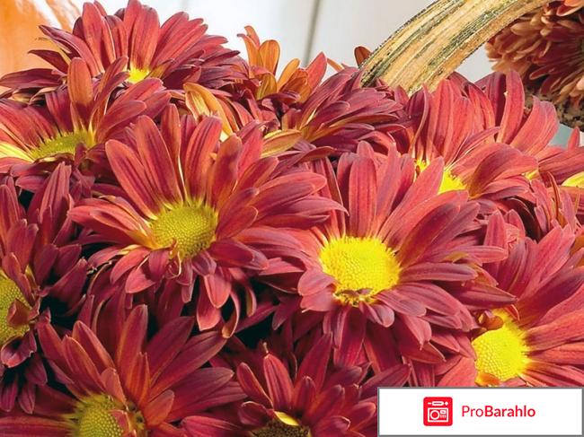 Хризантема особенности культуры 