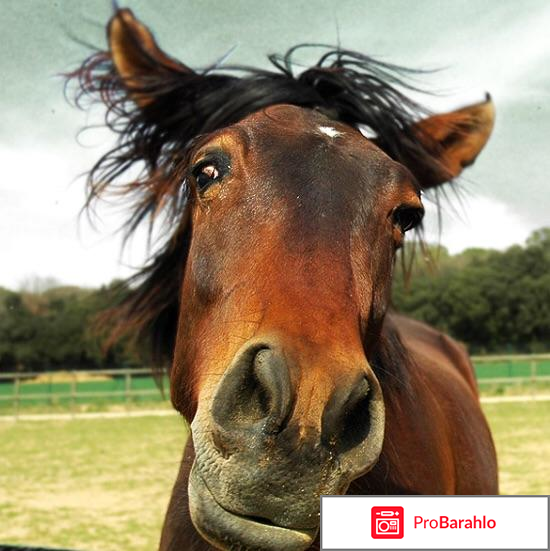 Возбудитель конский отзывы владельцев