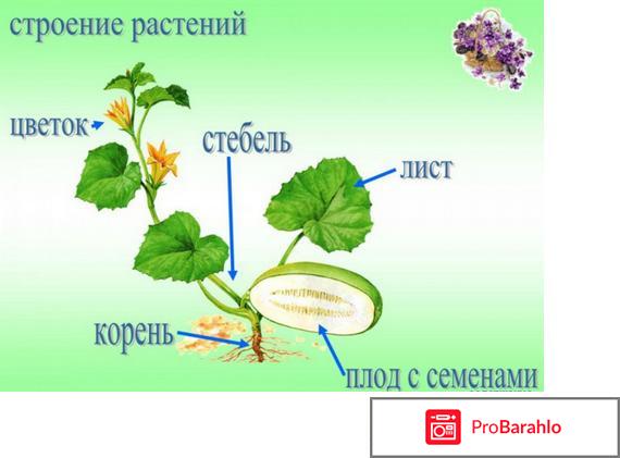 Что такое растение? реальные отзывы