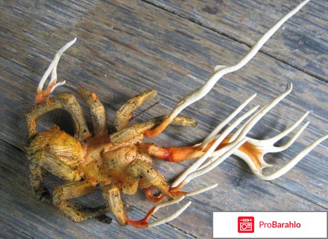 Китайский гриб кордицепс негативные обман