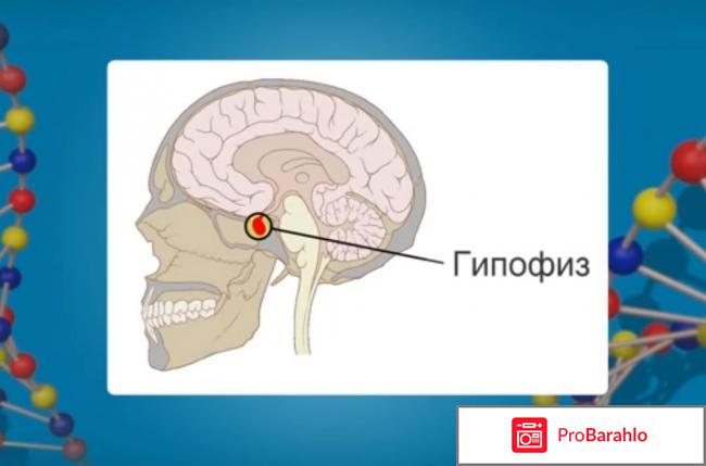 Роль гормонов в организме человека 