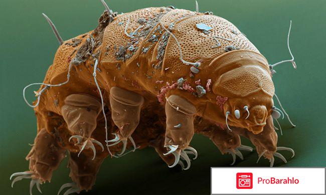 Постельные клещи обман