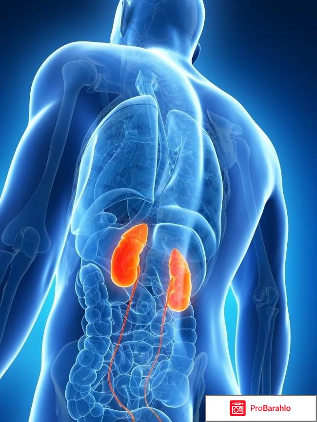 Renon Duo (Ренон Дуо) - капсулы для почек: цена обман