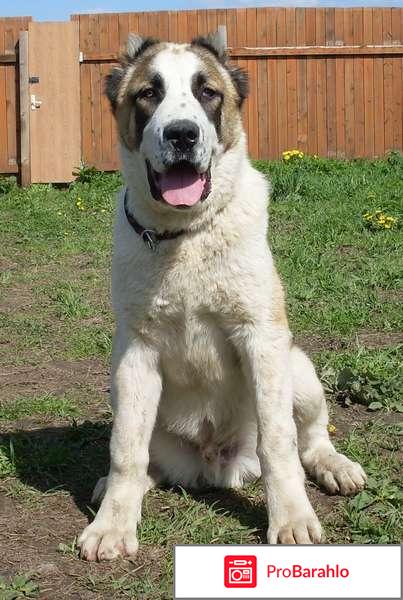 Среднеазиатская овчарка 