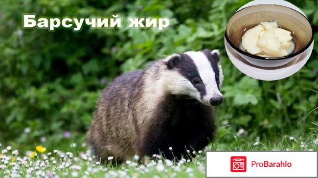 Барсучий жир отзывы