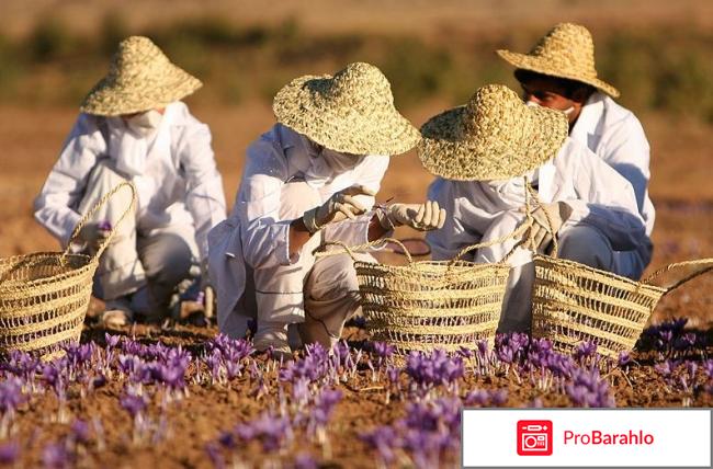 Шафран фото 