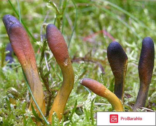 Кордицепс купить в москве отрицательные отзывы