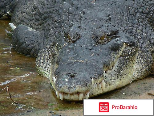 Крокодил и аллигатор отличия обман