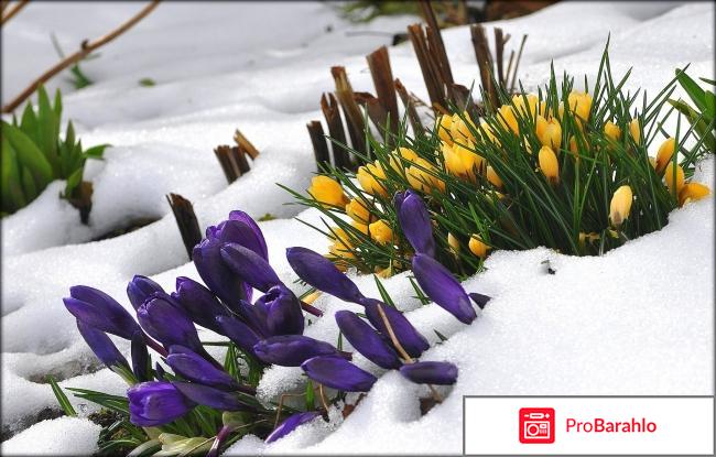 Шафраны цветы отрицательные отзывы