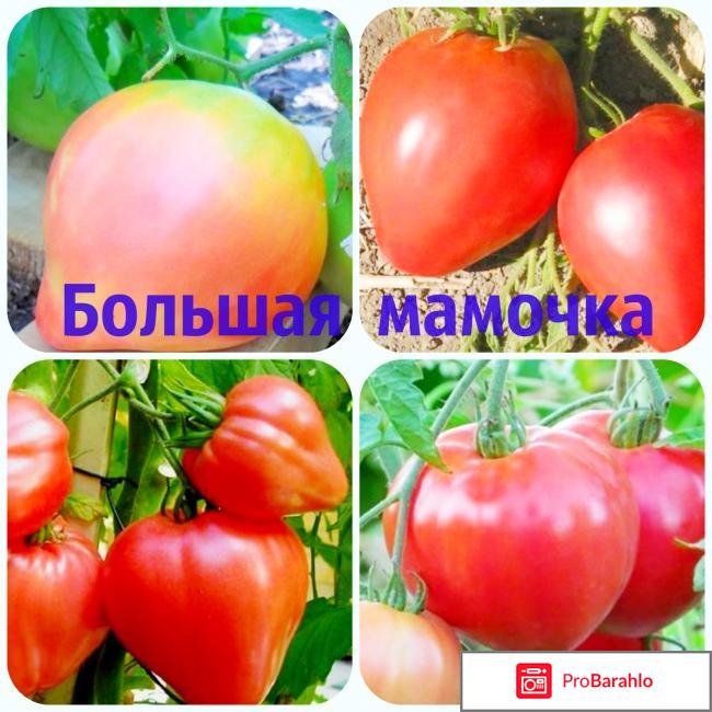 Томаты сорта 