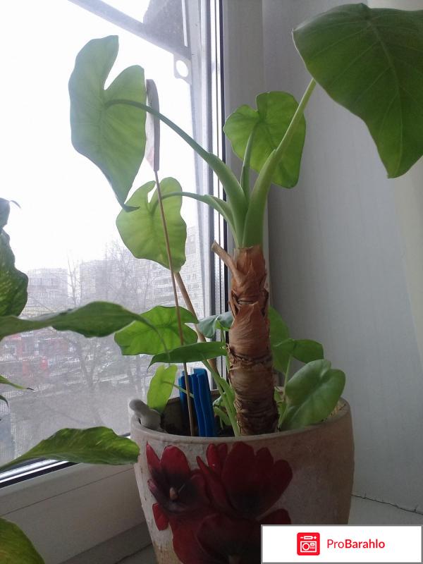 Samsung galaxy j3 отзывы покупателей реальные отзывы