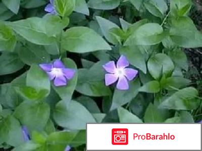 Барвинок обман