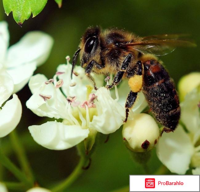 Цветочная пыльца отрицательные отзывы