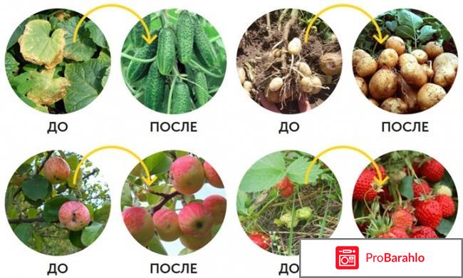 Biogrow реальные отзывы обман