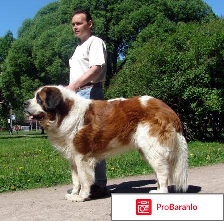 Московская сторожевая собака: характеристика породы отрицательные отзывы