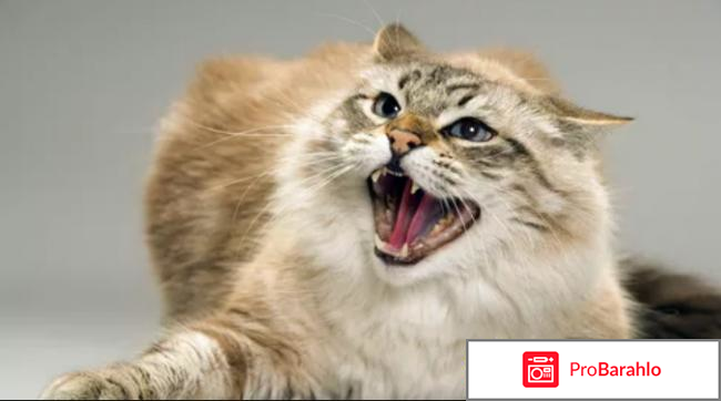 Стелланин отзывы отрицательные отзывы