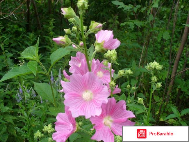 Алтея сироп 