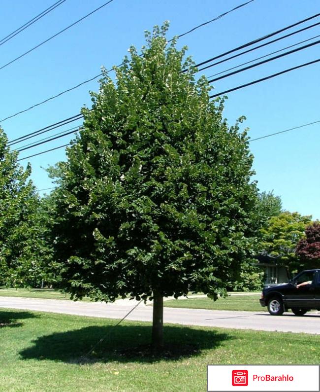 Липу мелколистную 