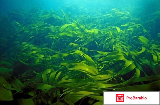 Лактомарин официальный сайт отзывы владельцев