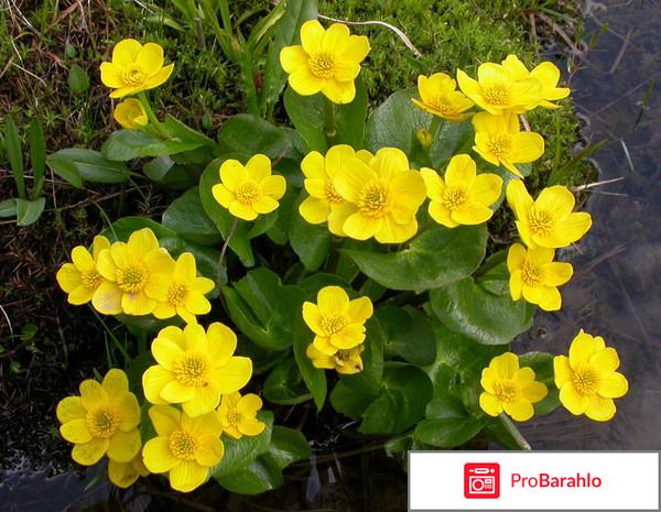 Калужница обман