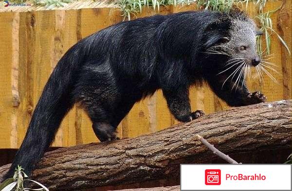 Бинтуронг - кошачий медведь: содержание дома реальные отзывы