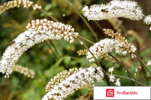 Цимицифуга 