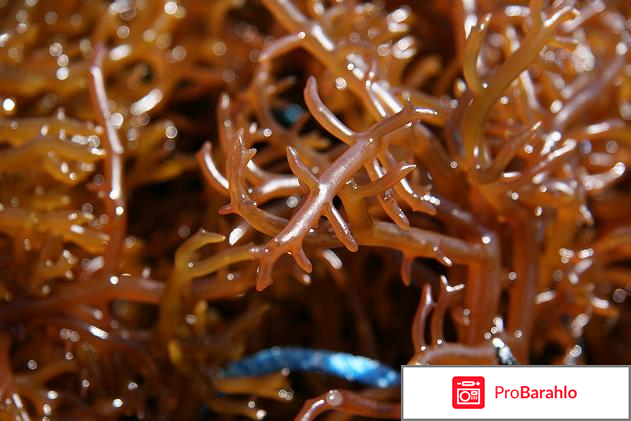 Каррагинан реальные отзывы