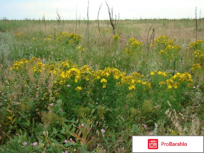 Зверобой полезные свойства и противопоказания 