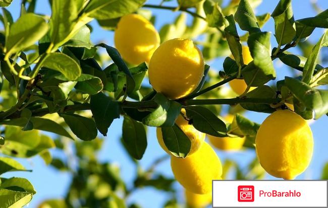 Ломкость ногтей отзывы владельцев