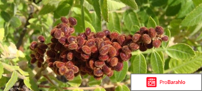 Интоксик отзывы врачей паразитологов цена обман